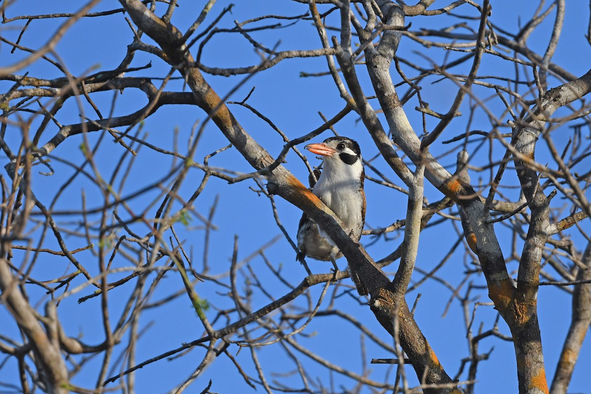 White-eared Puffbird - Christoph Moning