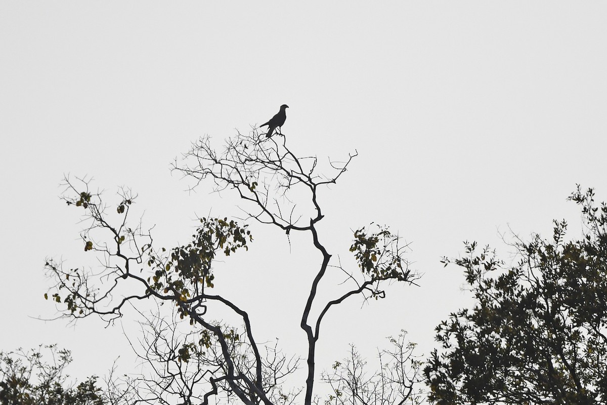 Crested Caracara (Southern) - ML624346296