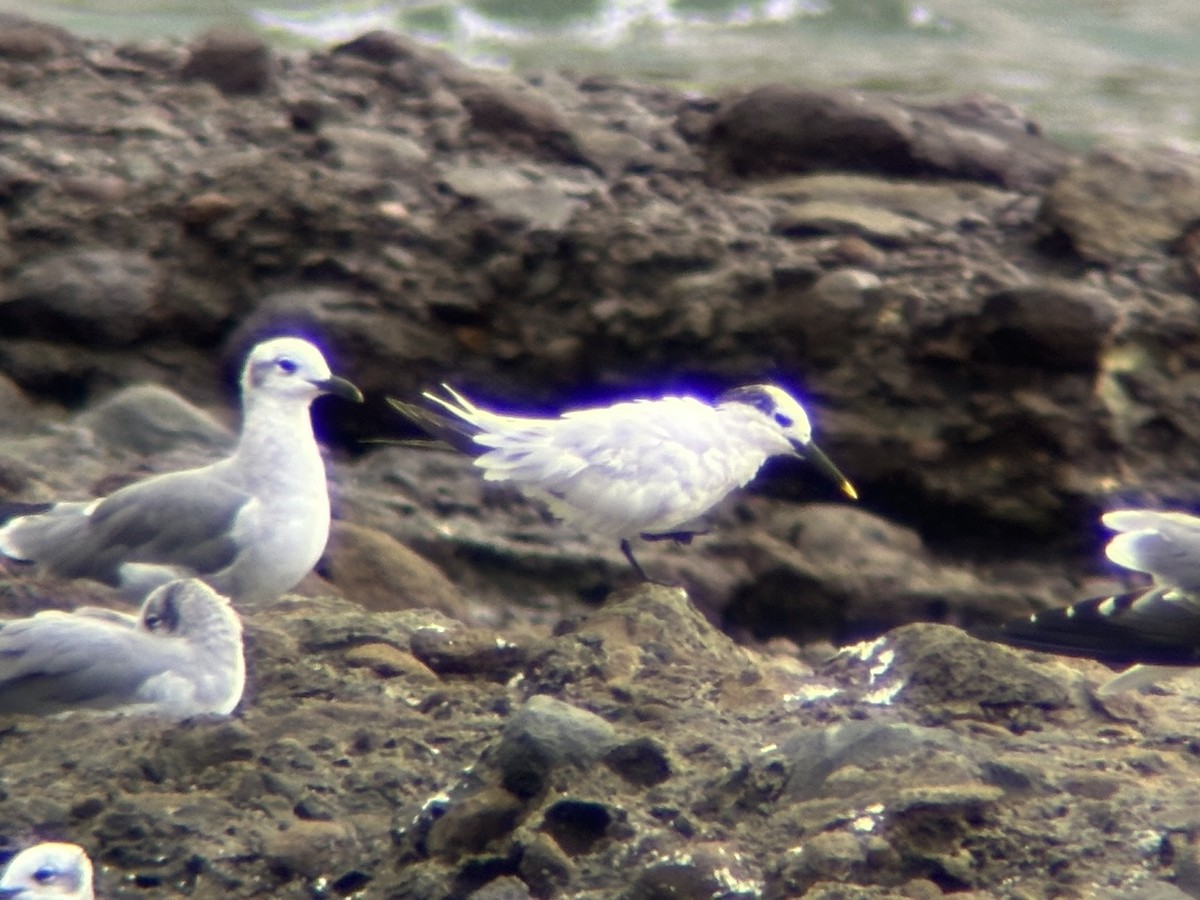 Sandwich Tern - ML624346322