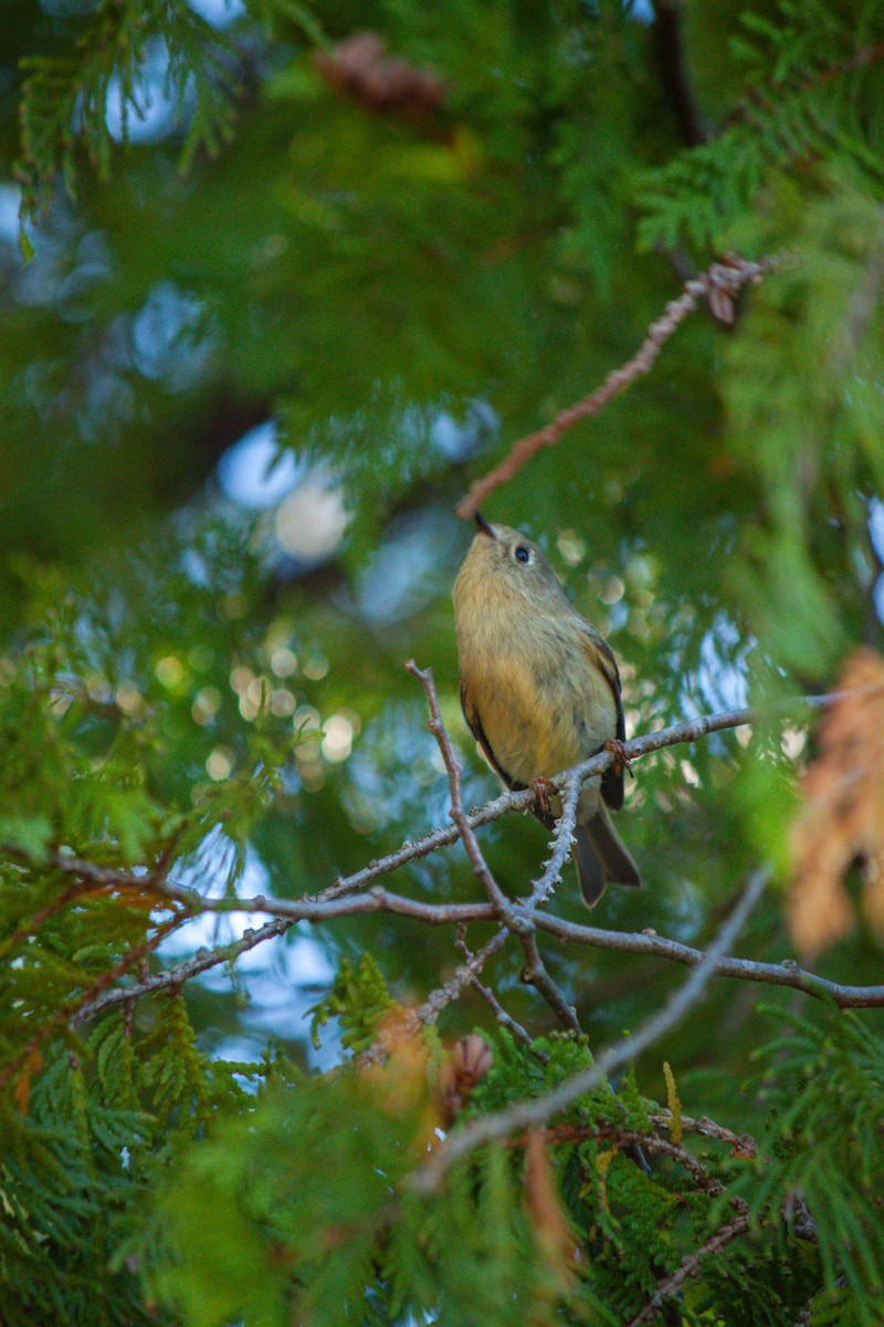 Ruby-crowned Kinglet - ML624346364