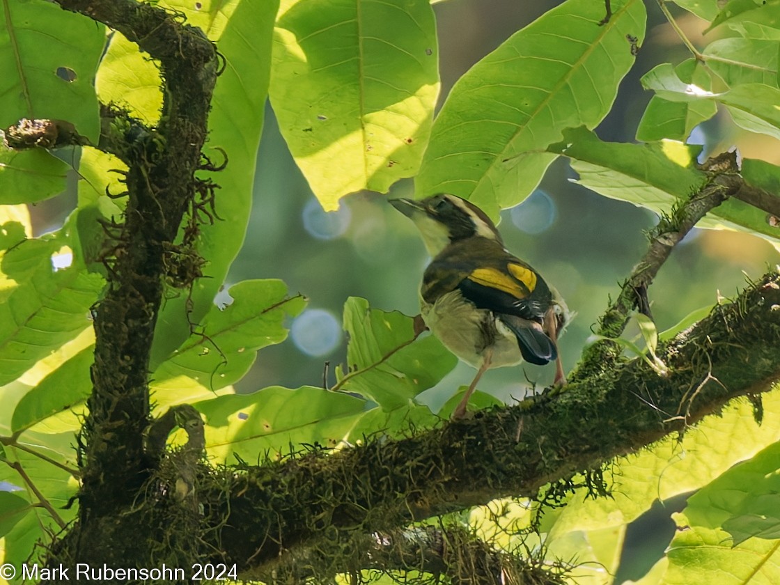 Pied Shrike-Babbler - ML624346498