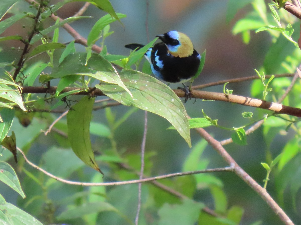 Golden-hooded Tanager - ML624346506