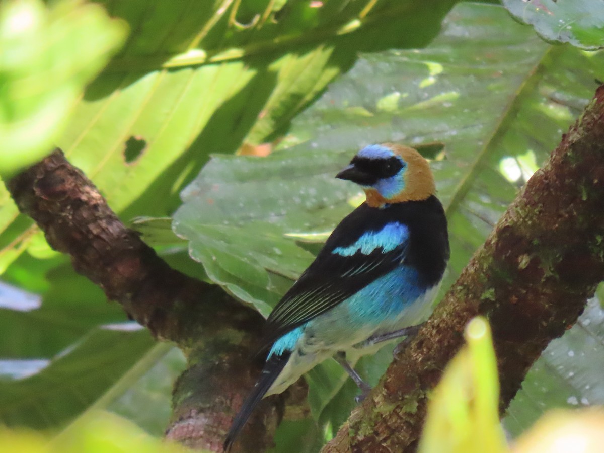 Golden-hooded Tanager - ML624346507