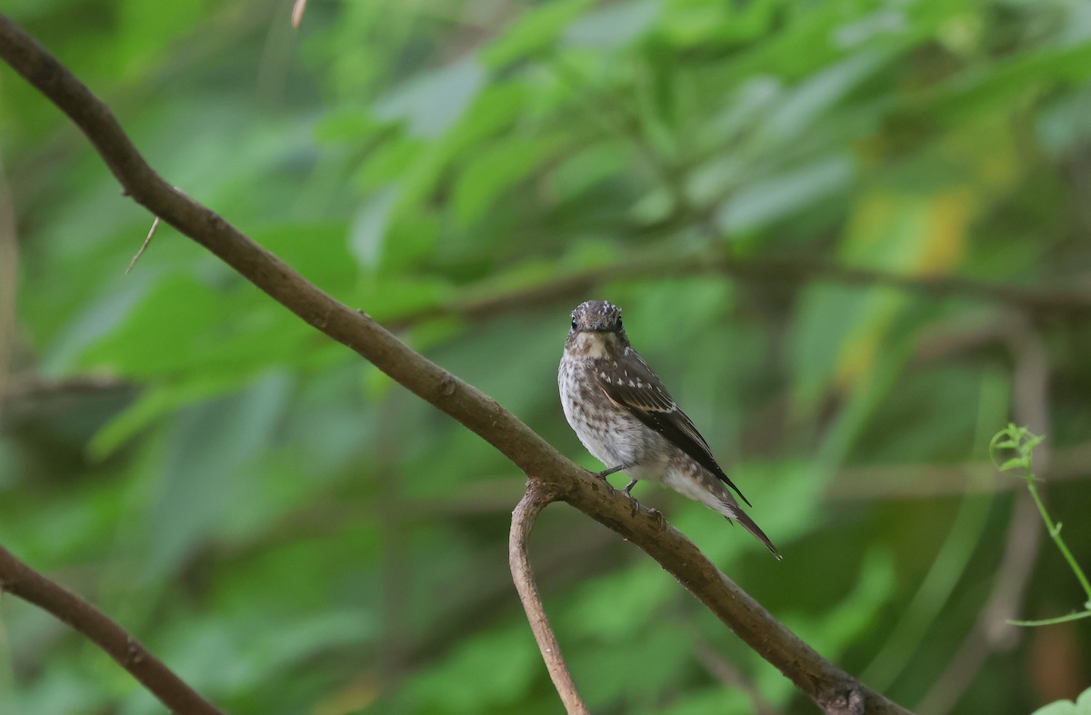 Dark-sided Flycatcher - Chi-Hsuan Shao