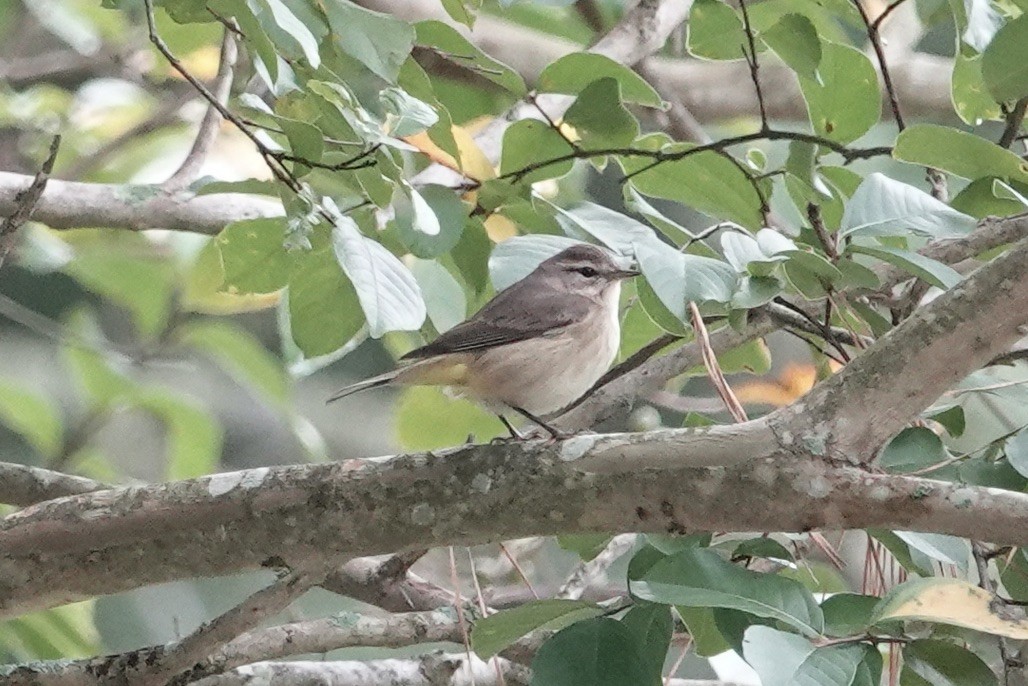 lesňáček bažinný (ssp. palmarum) - ML624346513