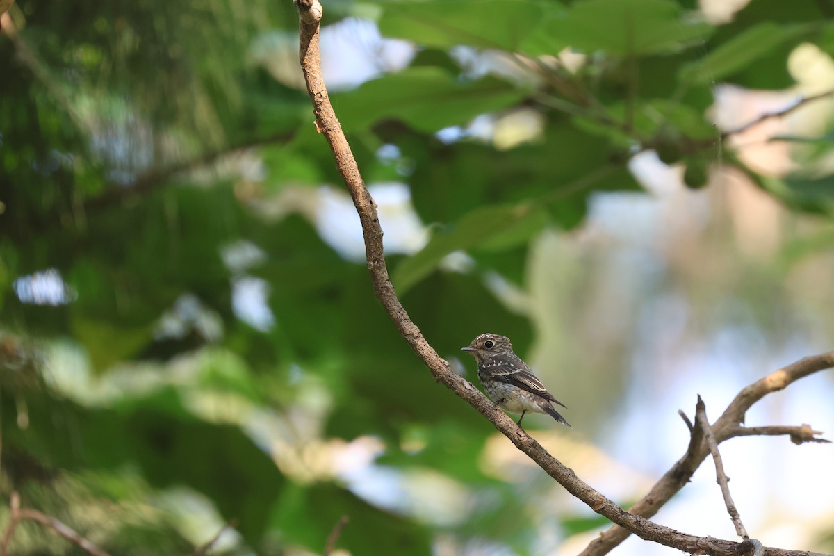 Dark-sided Flycatcher - ML624346515