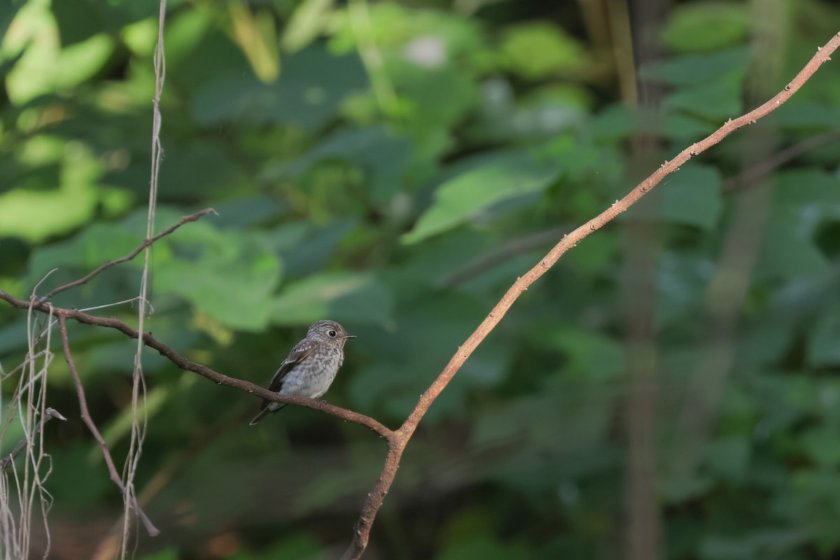 Dark-sided Flycatcher - ML624346523