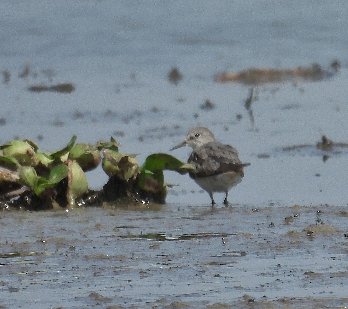 Little Stint - ML624346526