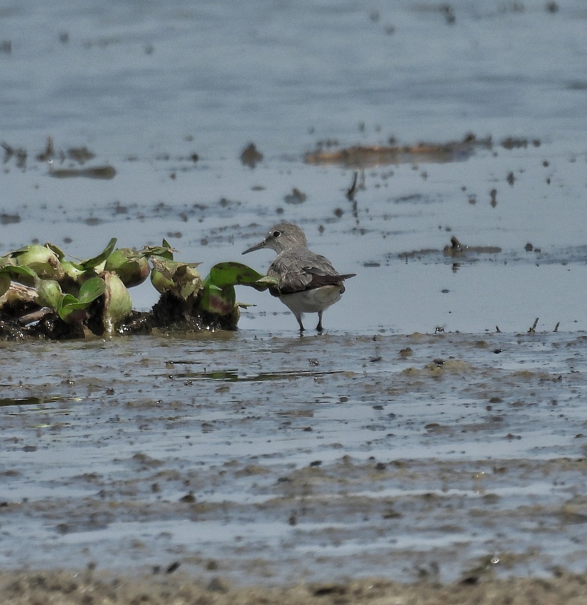 Little Stint - ML624346527