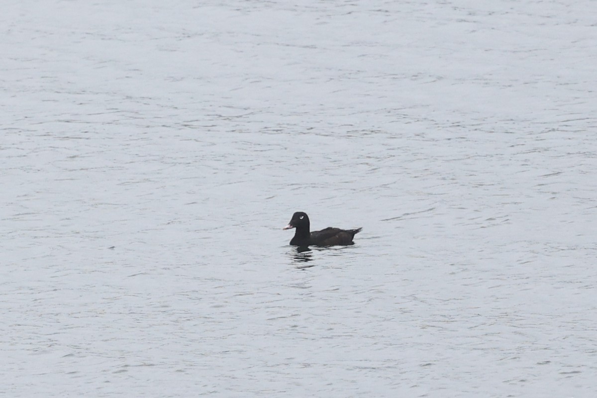 White-winged Scoter - ML624346528