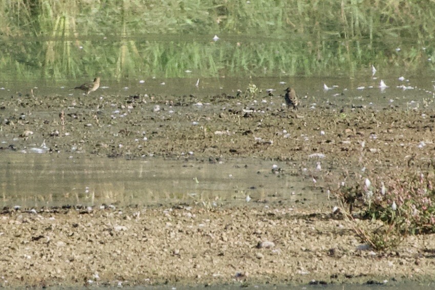 American Pipit - ML624346530