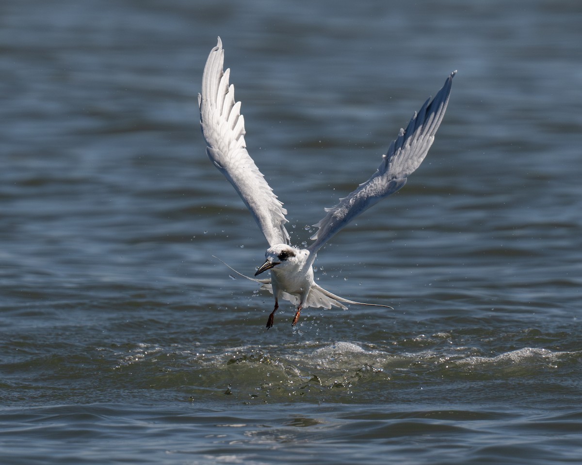 Forster's Tern - ML624346531