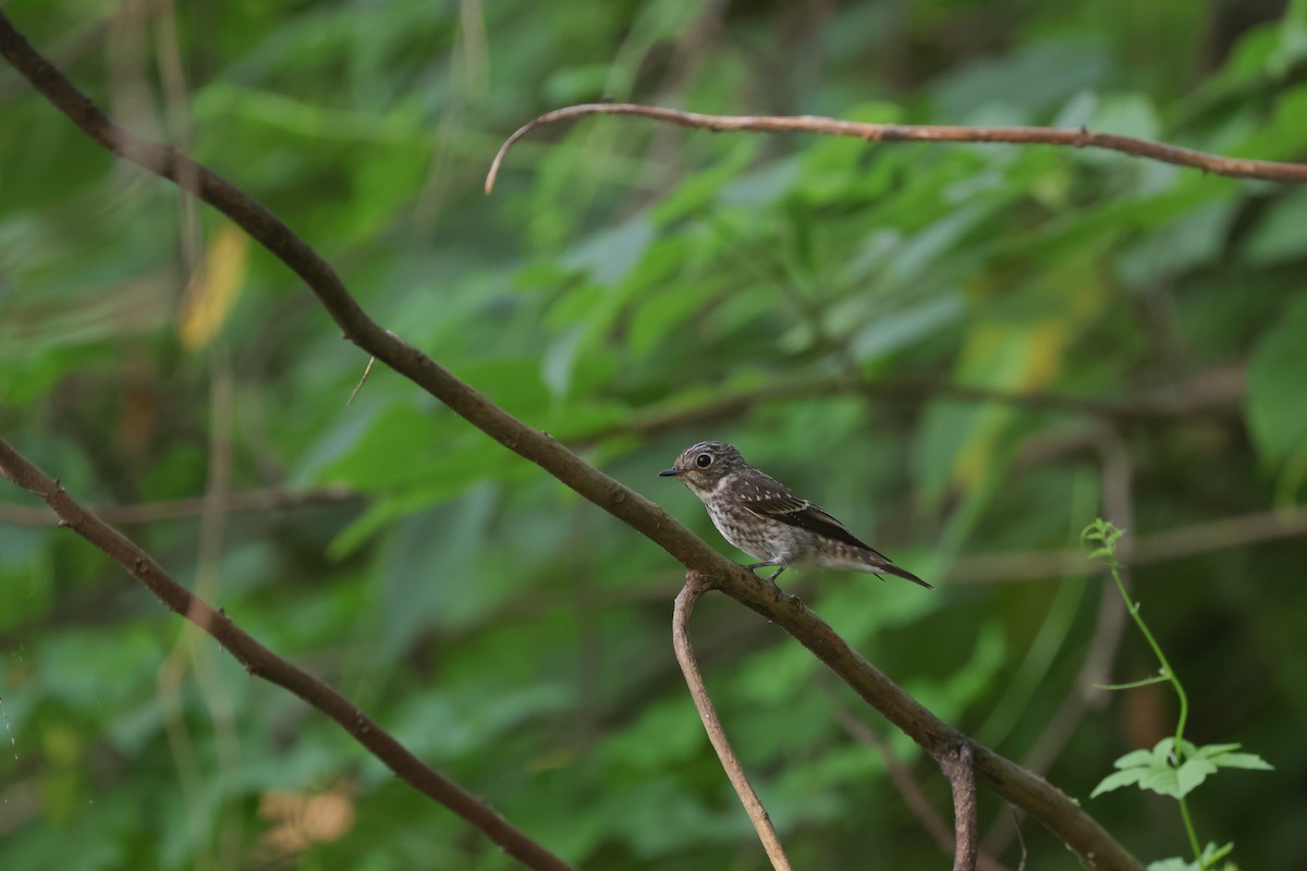 Dark-sided Flycatcher - ML624346532