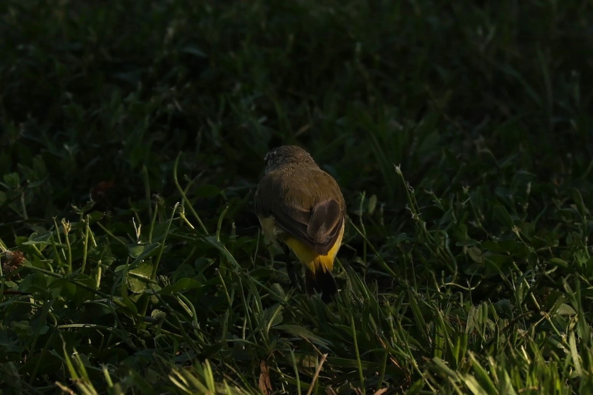 Yellow-rumped Thornbill - ML624346534