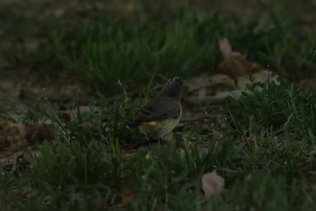 Yellow-rumped Thornbill - ML624346535