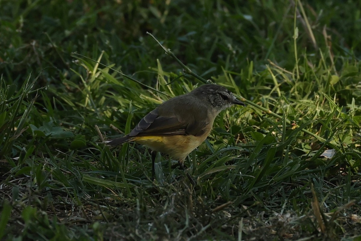 Yellow-rumped Thornbill - ML624346536