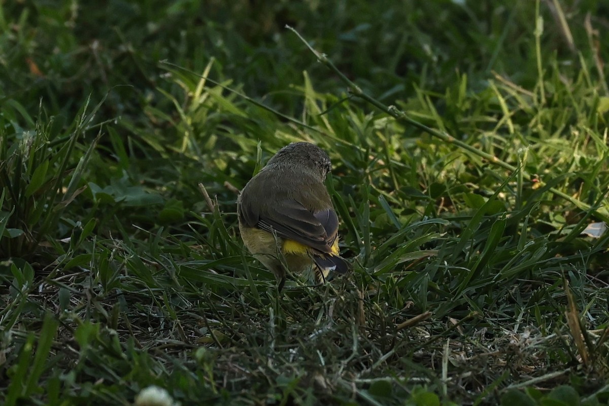 Yellow-rumped Thornbill - ML624346537