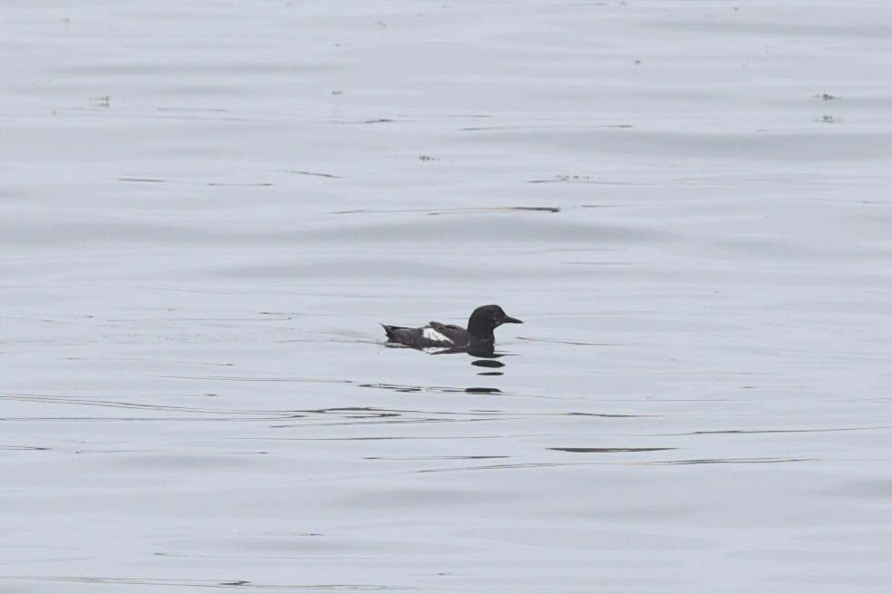 Pigeon Guillemot - ML624346538