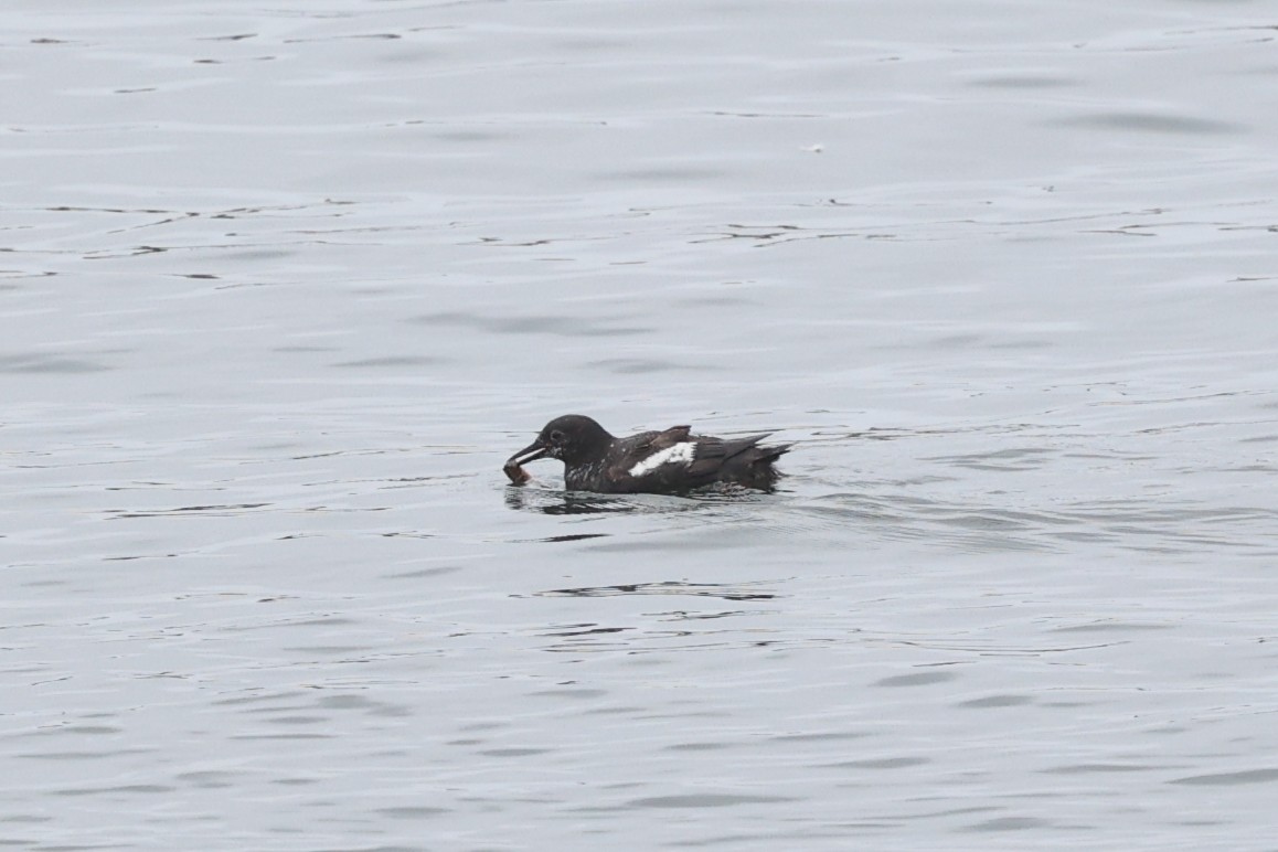 Pigeon Guillemot - ML624346539