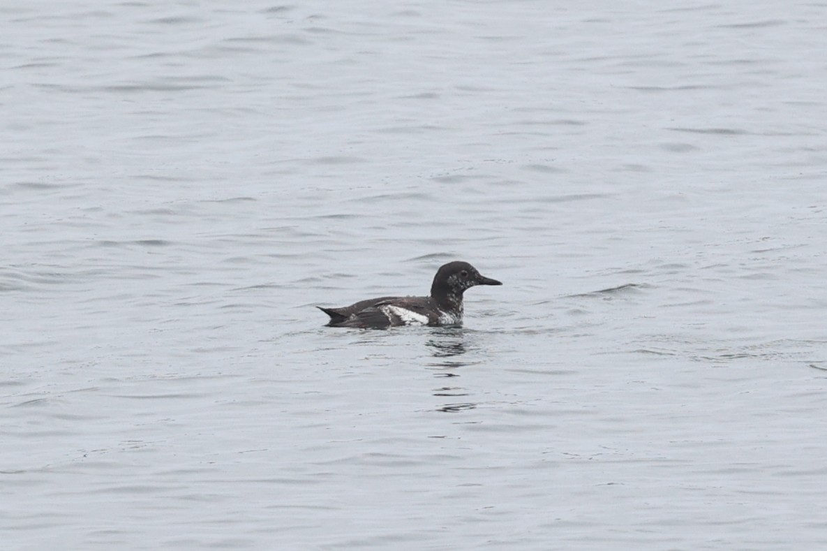 Pigeon Guillemot - ML624346540