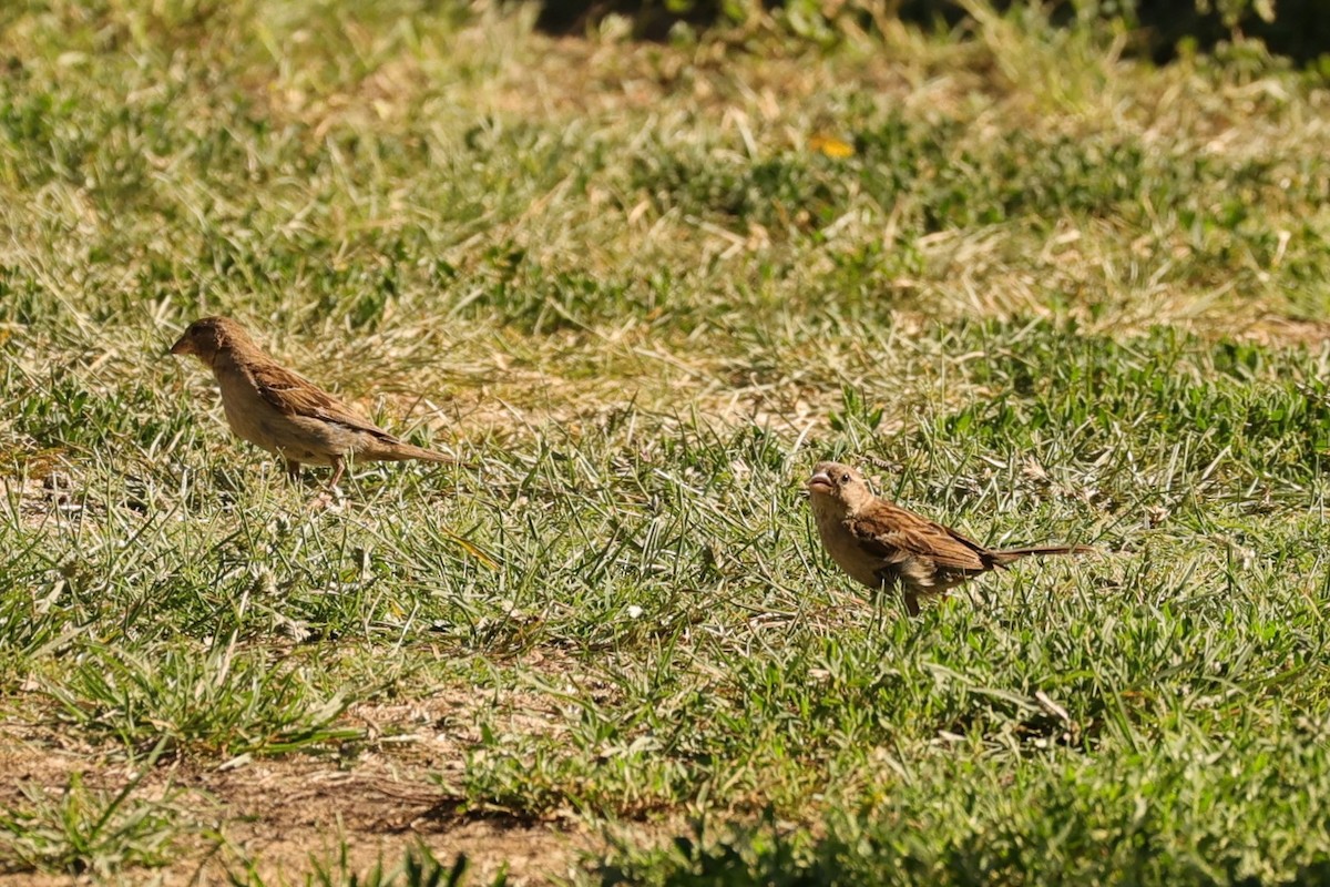 House Sparrow - ML624346542