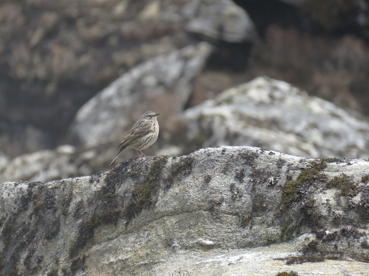 Rosy Pipit - ML624346543