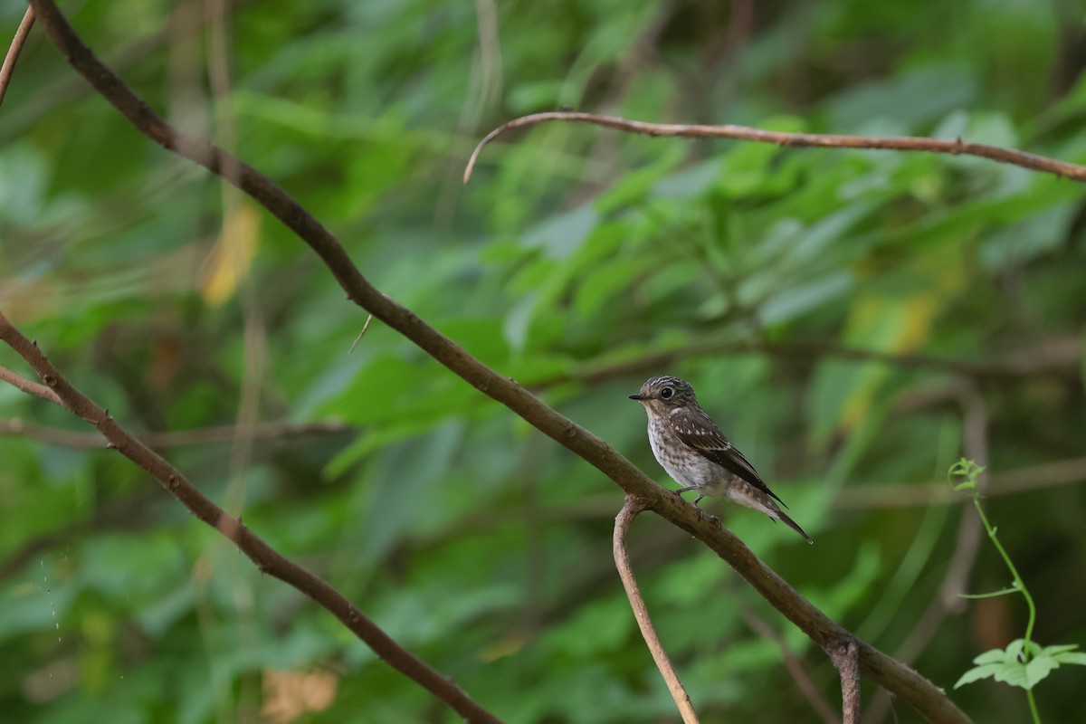 Dark-sided Flycatcher - ML624346544