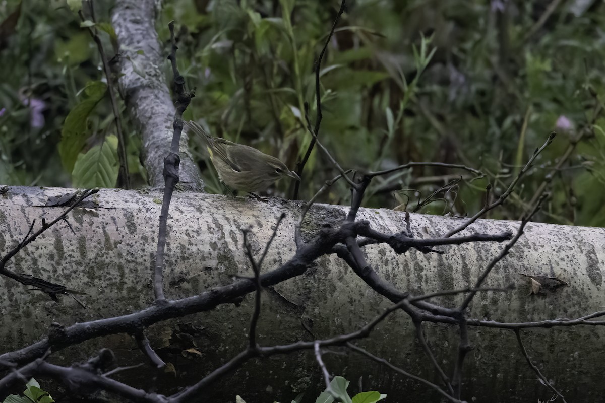 Palm Warbler - ML624346545