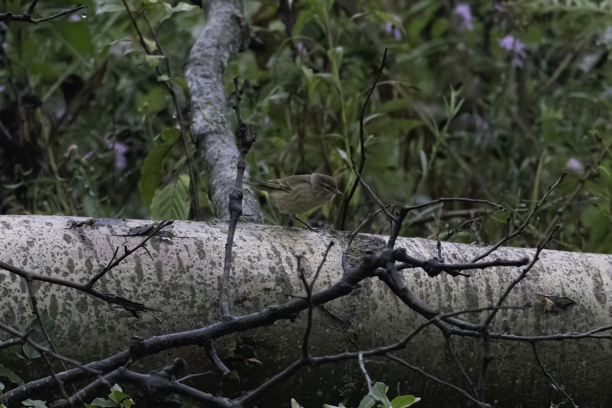 Palm Warbler - ML624346546