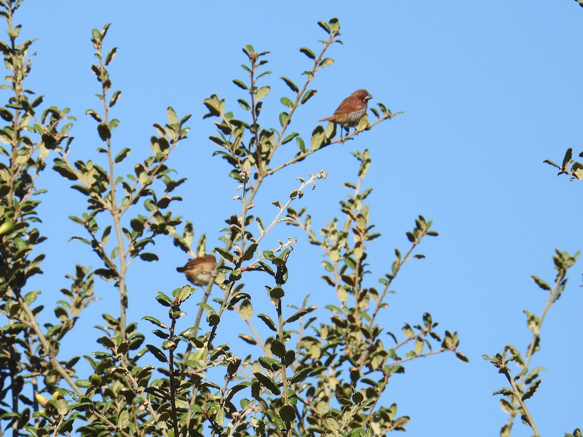 Scaly-breasted Munia - ML624346547