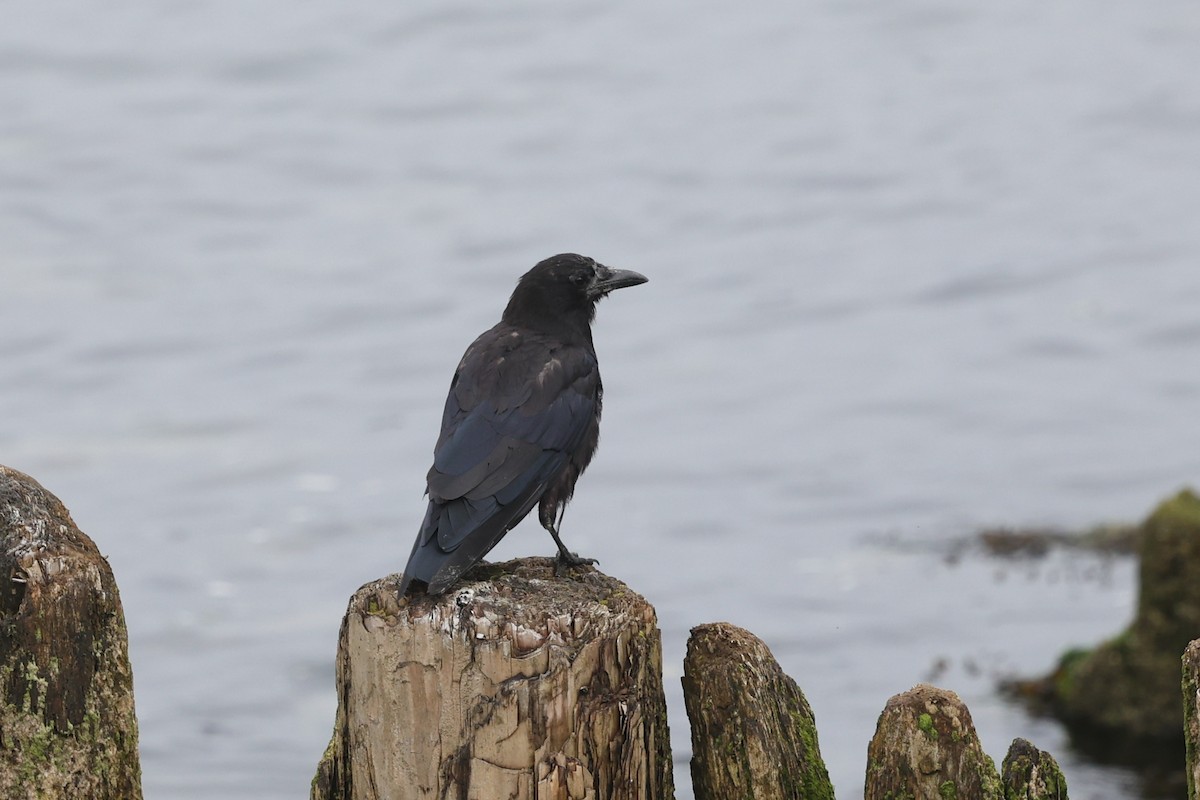 American Crow - ML624346549