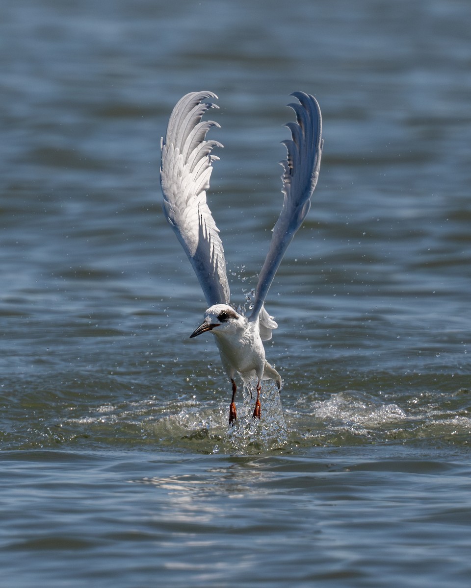 Forster's Tern - ML624346550