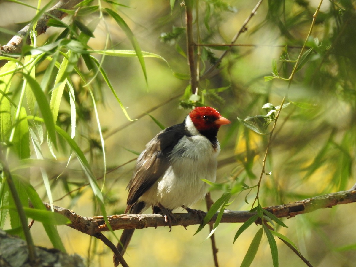 Yellow-billed Cardinal - ML624346665