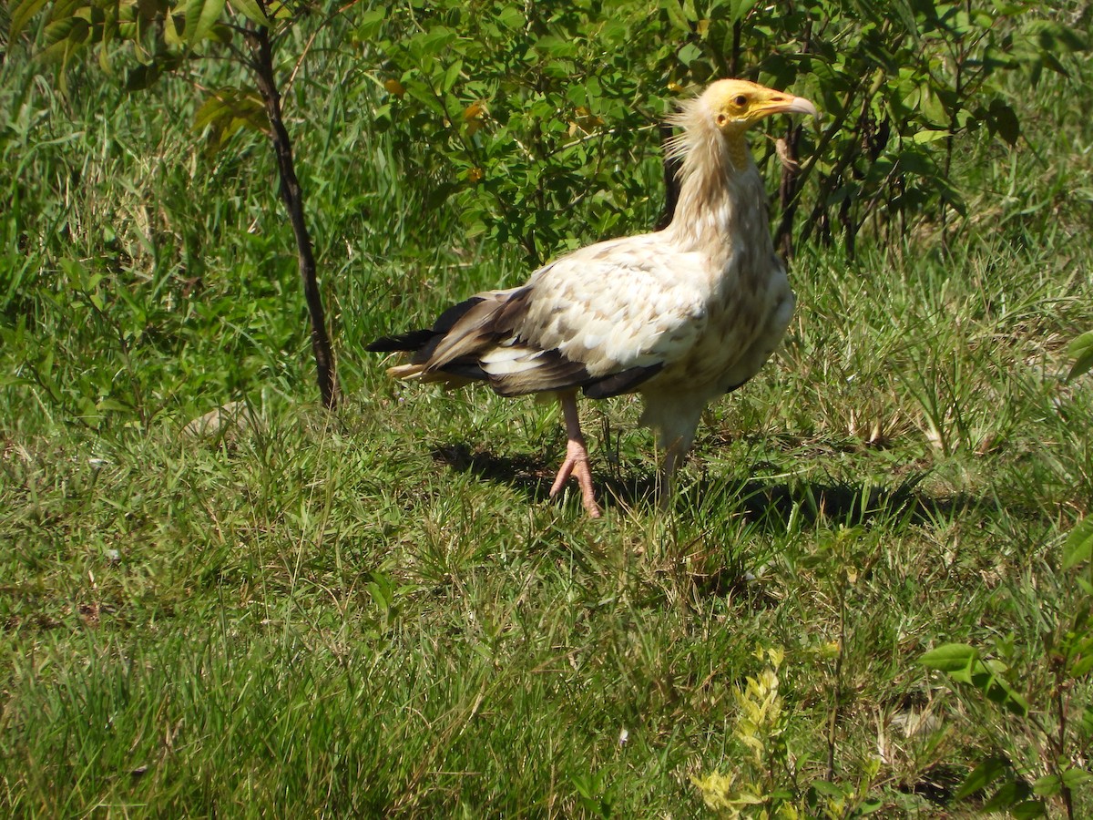 Egyptian Vulture - ML624346898