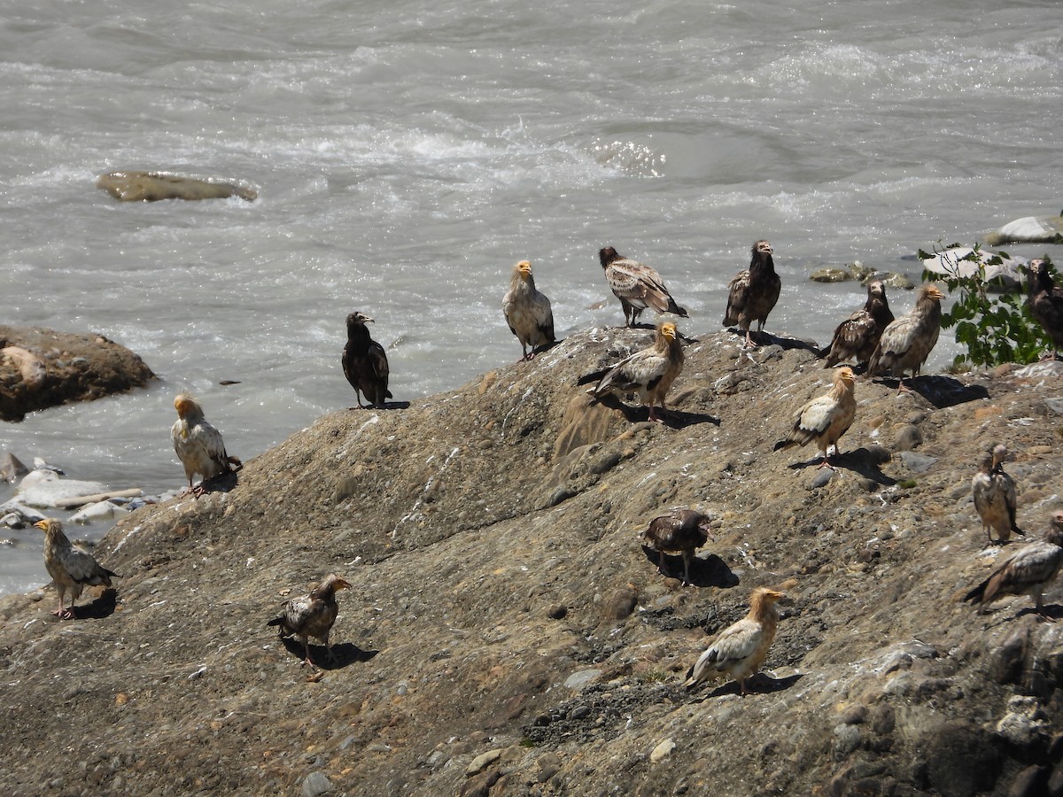Egyptian Vulture - ML624346979