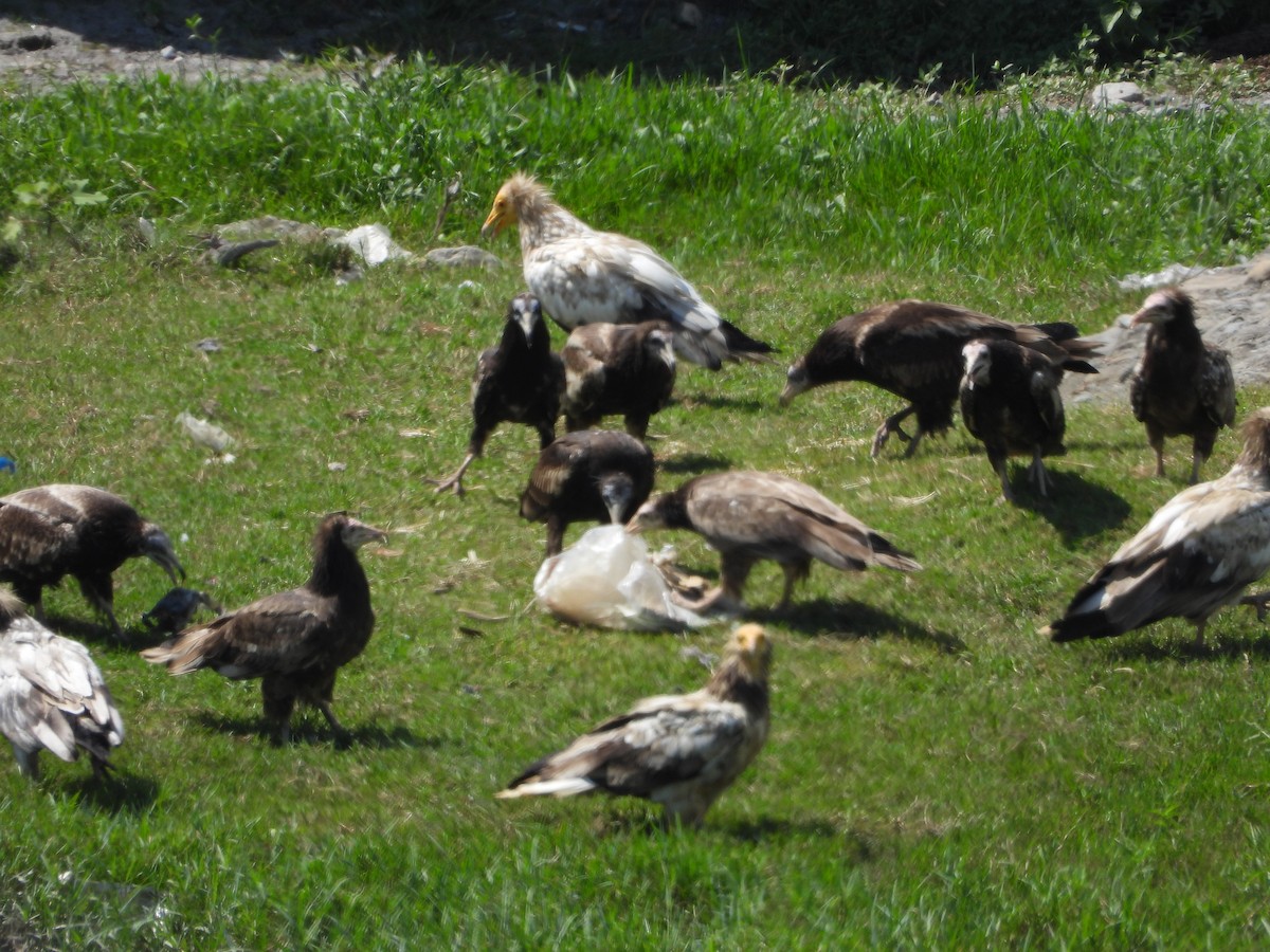 Egyptian Vulture - ML624347017