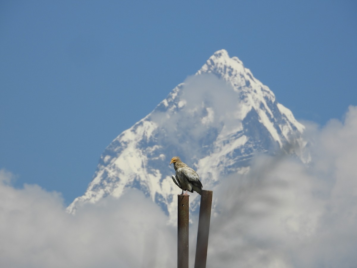 Egyptian Vulture - ML624347070
