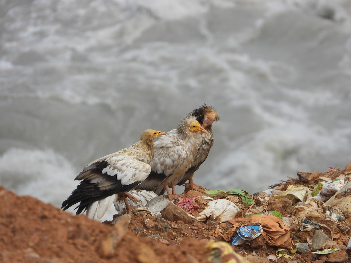 Egyptian Vulture - ML624347079