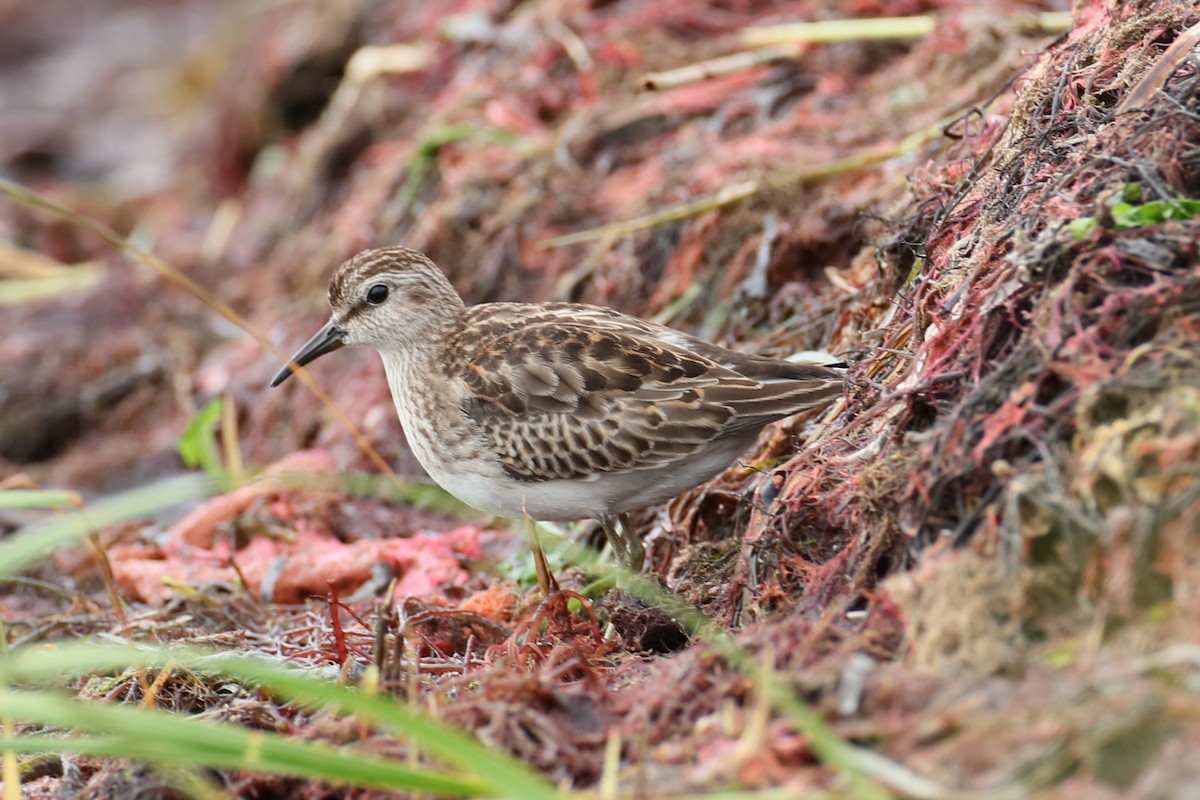 Least Sandpiper - ML624347081