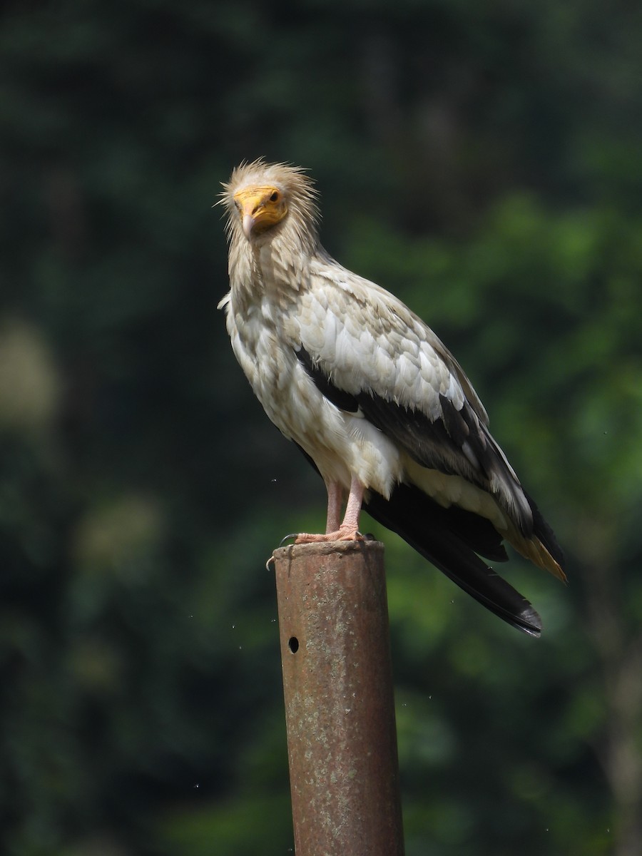 Egyptian Vulture - ML624347215