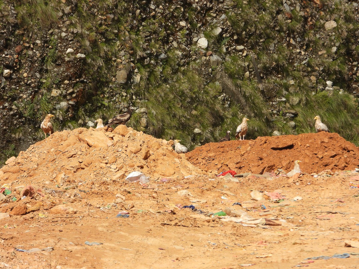 Egyptian Vulture - ML624347216