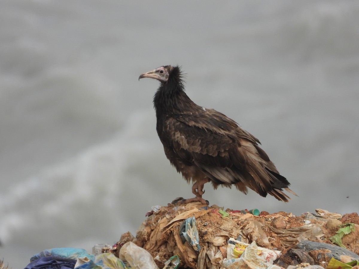 Egyptian Vulture - ML624347217