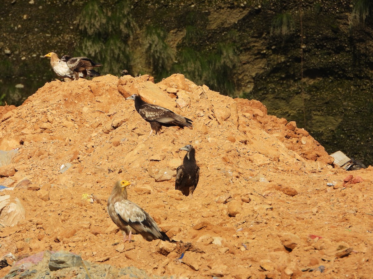 Egyptian Vulture - ML624347218