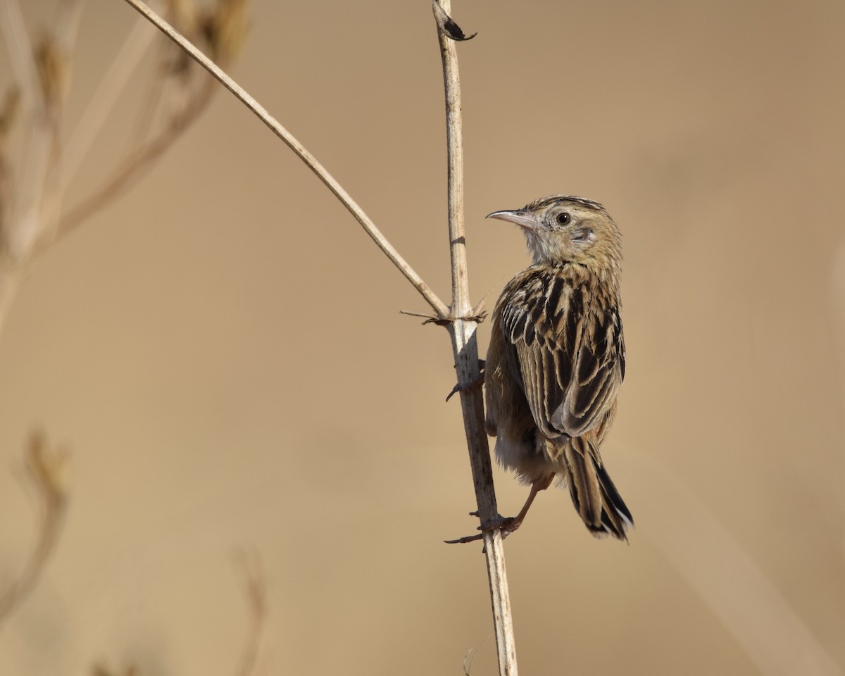 Desert Cisticola - ML624347331