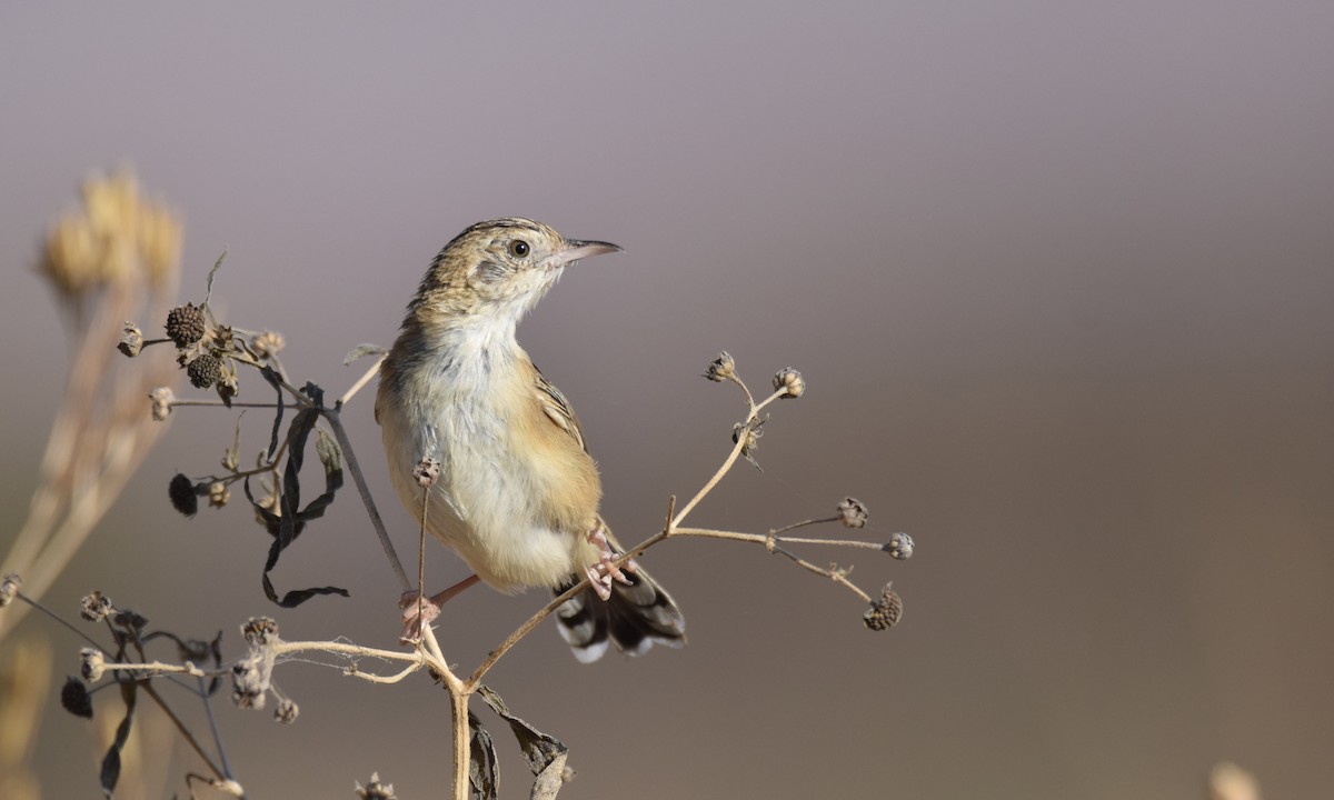 Desert Cisticola - Jacob Henry