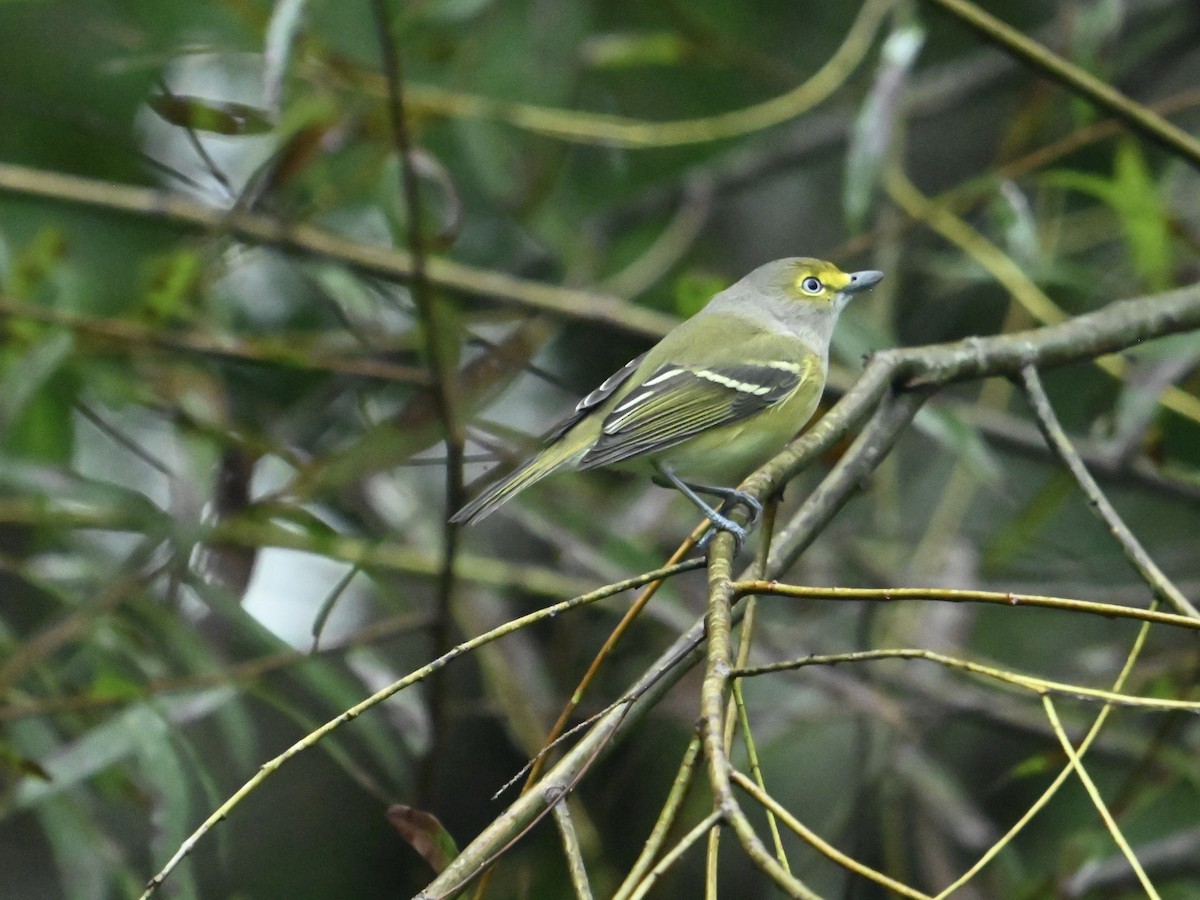 White-eyed Vireo - ML624347373