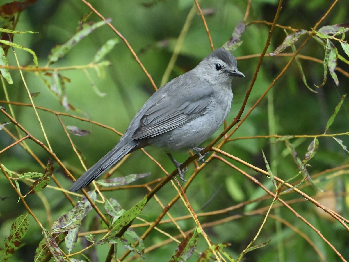 Gray Catbird - ML624347381