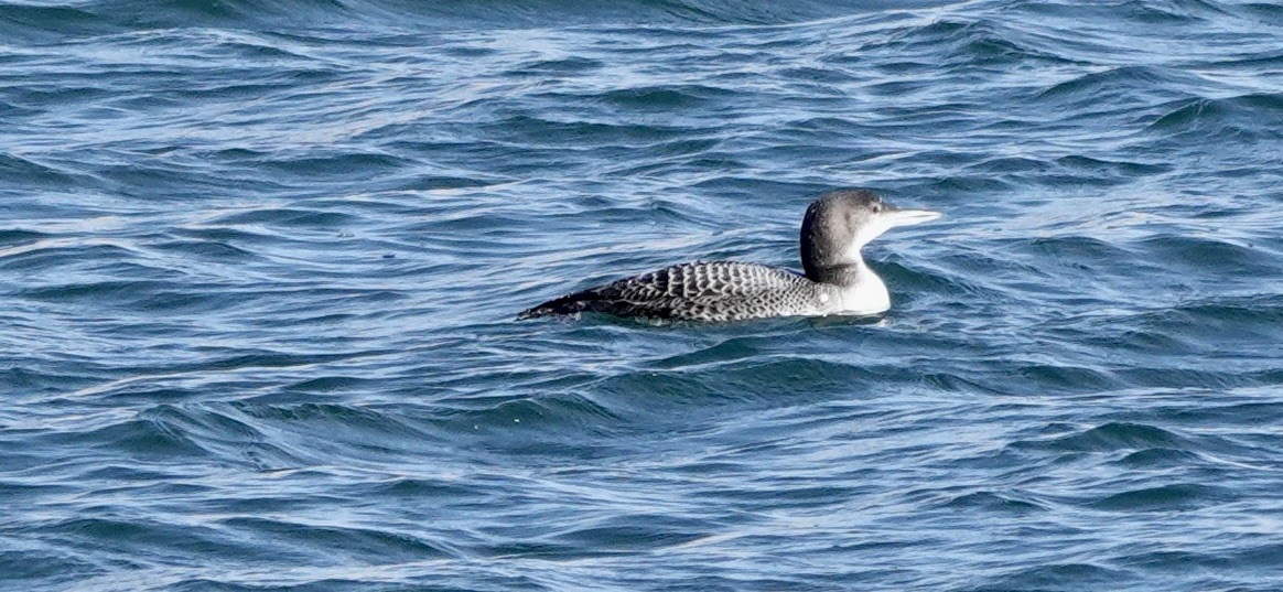 Common Loon - ML624347431