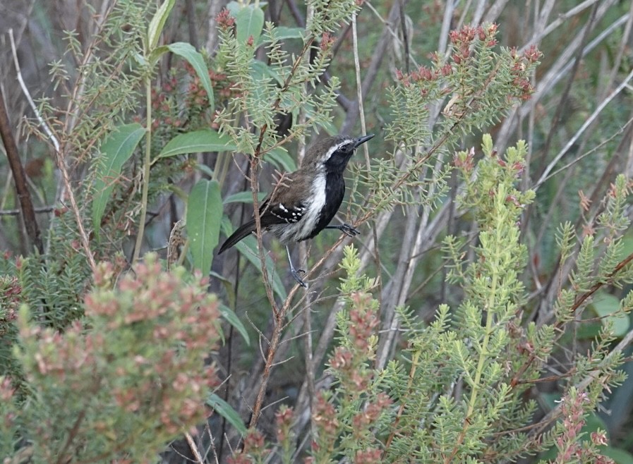 Sincorá-Ameisenfänger - ML624347525