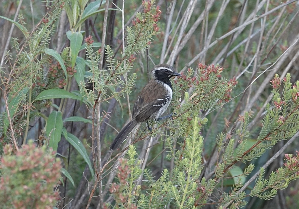 Sincorá-Ameisenfänger - ML624347526